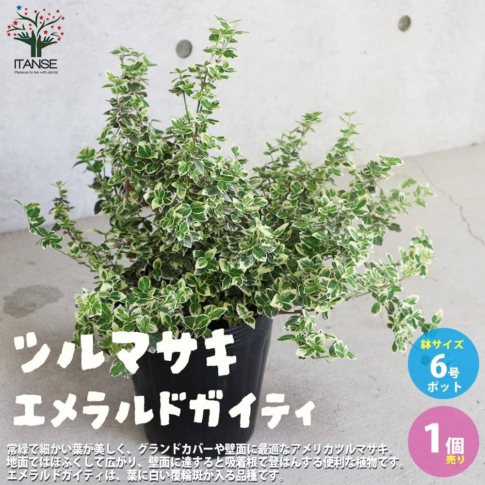 ハリツルマサキ　檸檬堂 ハリツルマサキ 檸檬堂 51UCOzHFYJL.jpg
